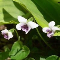 如意菫(別名:坪菫) 如意菫