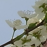 すももの花