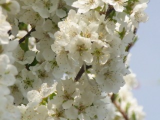 すももの花々