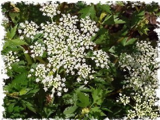 トウキの花