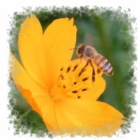 キバナコスモスと蜂