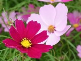 コスモスの花01