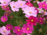コスモスの花02