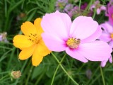 コスモスの花03