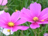 コスモスの花04