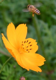 キバナコスモスと蜂