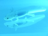 ウーパールーパー