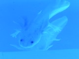 ウーパールーパー
