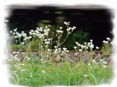 線路脇の花