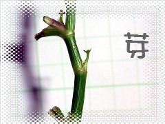 セリの芽