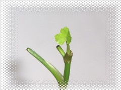 セリの芽