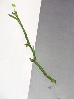セリの根