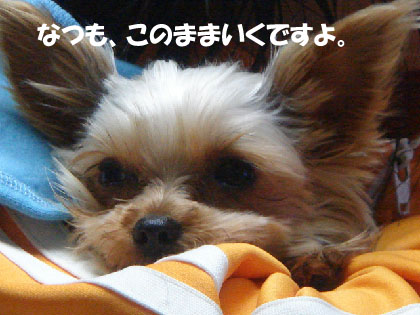 策謀