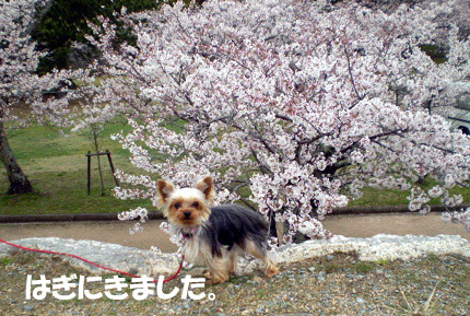 満開です