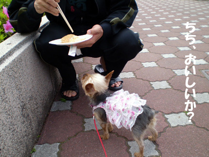 ちょこにも頂戴
