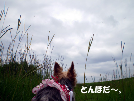 ¥È¥ó¥Ü¤ß¤¨¤Þ¤¹¤«¤Í¡©