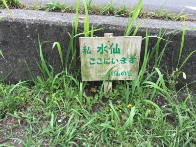 私水仙ここにいます