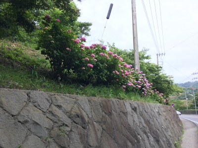 坂の上のあじさい