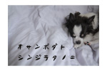 にほんブログ村 犬ブログ チワワへ