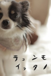 にほんブログ村 犬ブログ チワワへ