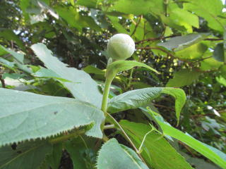 山アジサイの蕾