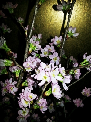 yori