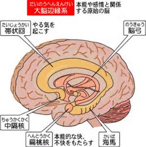 系 大脳 辺 縁 大脳辺縁系