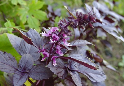 ダークオパールバジル の花 おやすみ前の独り言