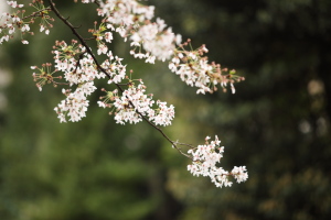 伊勢山皇大神宮の桜01.JPG