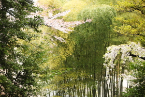 伊勢山皇大神宮の桜03.JPG