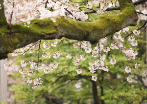 伊勢山皇大神宮の桜02.JPG