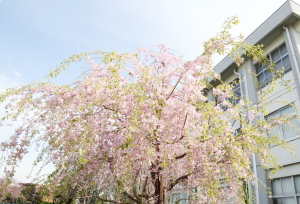 入学式桜.JPG