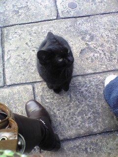 neko