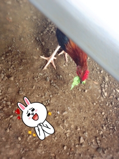 iPhoneImage.png
