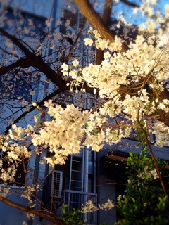 iPhoneImage.png