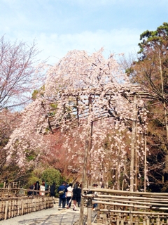 iPhoneImage.png