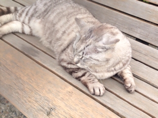 iPhoneImage.png