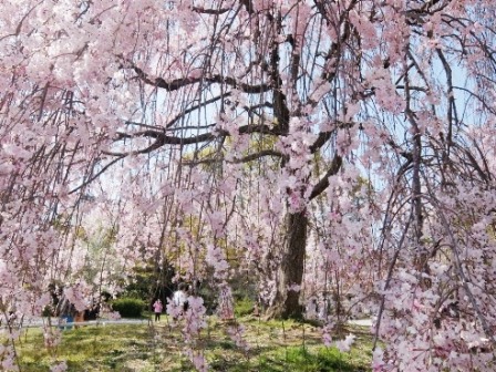 京都桜