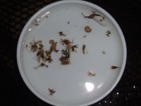19:19山女魚