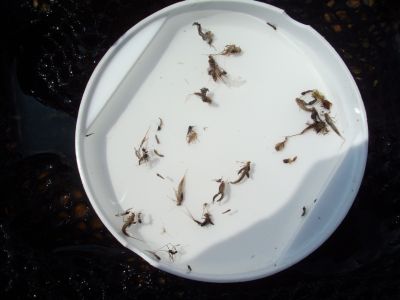 11:56 岩魚