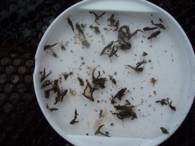 12:53 岩魚