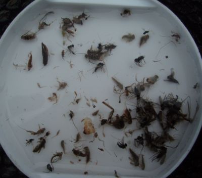 11:56 山女魚