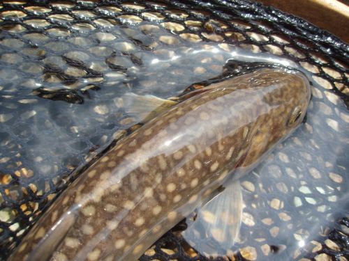 魚沼の岩魚