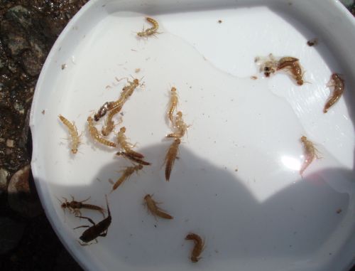 11:10 岩魚 セスジミドリカワゲラ・ニンフ偏食