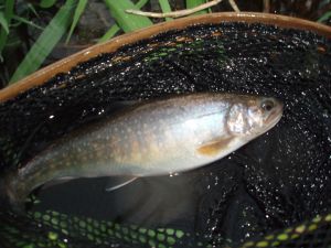 岩魚です・・・“へらぶな”ではありません!