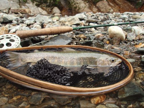 WINSTON LT #4と岩魚