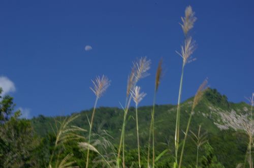 ススキと青空、名残の月