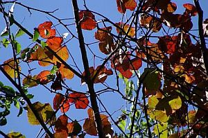 紅葉の始まった梢越しに見えた秋空