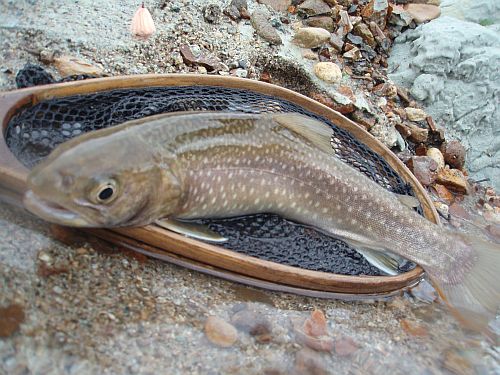 濁流から探り当てた、尺岩魚