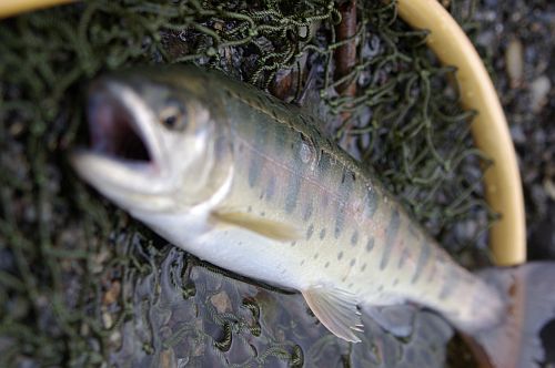 初山女魚